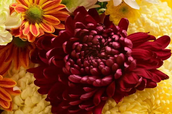 Красивый Букет Цветов Вид Вблизи Летняя Концепция — стоковое фото