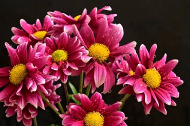 koyu arka plan üzerinde güzel pembe çiçekler