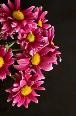 koyu arka plan üzerinde güzel pembe çiçekler