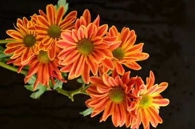 Koyu arkaplanda güzel turuncu çiçekler