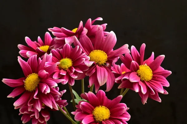 Hermosas Flores Rosadas Sobre Fondo Oscuro —  Fotos de Stock