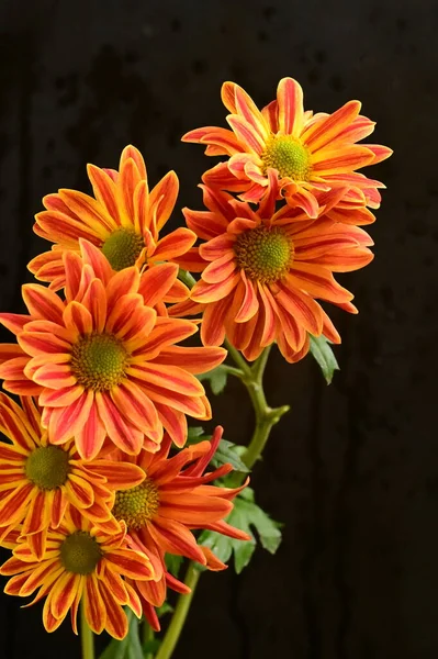 Hermosas Flores Color Naranja Sobre Fondo Oscuro — Foto de Stock