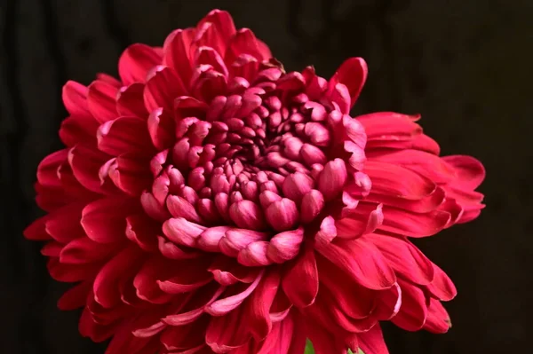 Koyu Arkaplanda Güzel Kırmızı Kasımpatı Çiçeği — Stok fotoğraf