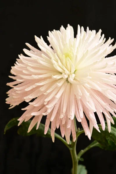 Flor Hermosa Blanca Sobre Fondo Negro — Foto de Stock