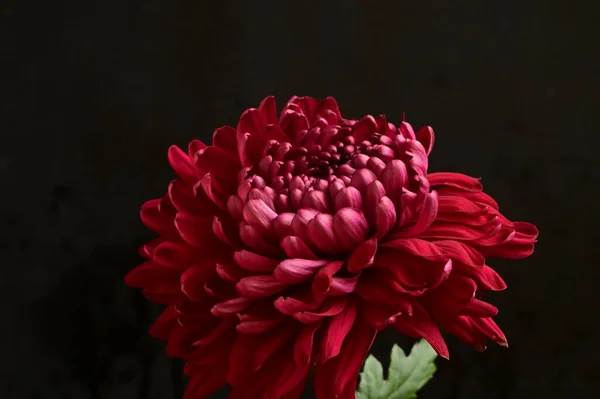暗い背景の美しい赤い菊の花 — ストック写真