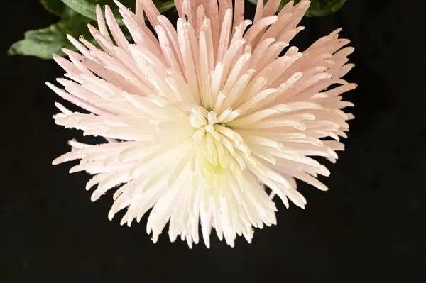 Біла Розкішна Квітка Чорному Фоні — стокове фото