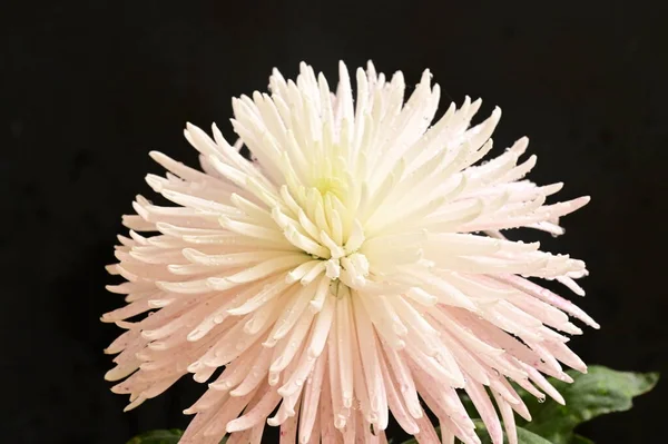 Біла Розкішна Квітка Чорному Фоні — стокове фото