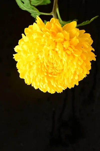 Bela Flor Crisântemo Amarelo Fundo Escuro — Fotografia de Stock