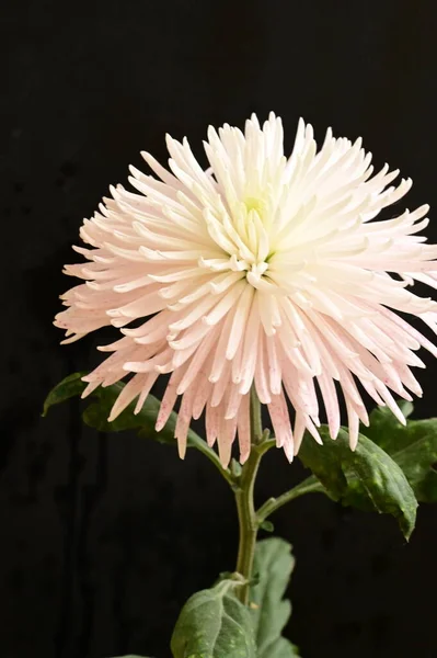 Biały Wspaniały Kwiat Czarnym Tle — Zdjęcie stockowe
