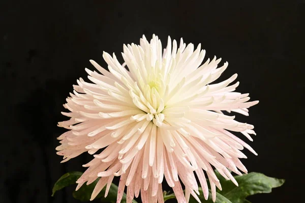 Weiße Wunderschöne Blume Auf Schwarzem Hintergrund — Stockfoto