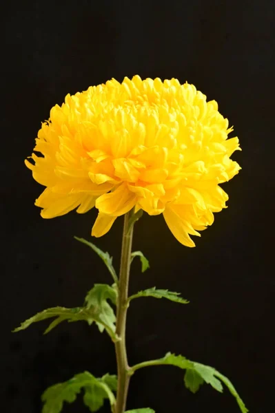 Beautiful Yellow Chrysanthemum Flower Dark Background — Stock Photo, Image