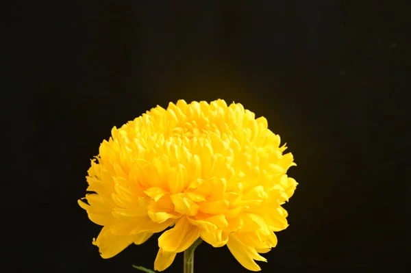 Beautiful Yellow Chrysanthemum Flower Dark Background — Stock Photo, Image