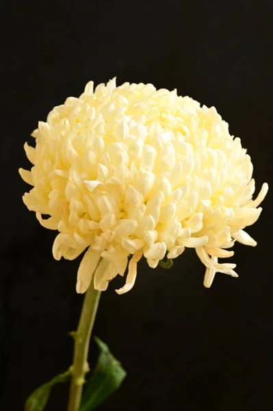 Belle Fleur Chrysanthème Blanc Sur Fond Sombre — Photo