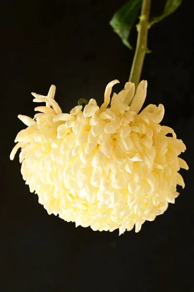 Красива Біла Квітка Хризантеми Темному Фоні — стокове фото