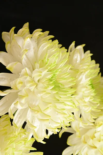 Krásná Bílá Chryzantéma Květiny Tmavém Pozadí — Stock fotografie