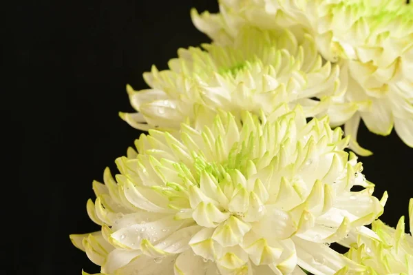 Piękne Białe Chryzantemy Kwiaty Ciemnym Tle — Zdjęcie stockowe