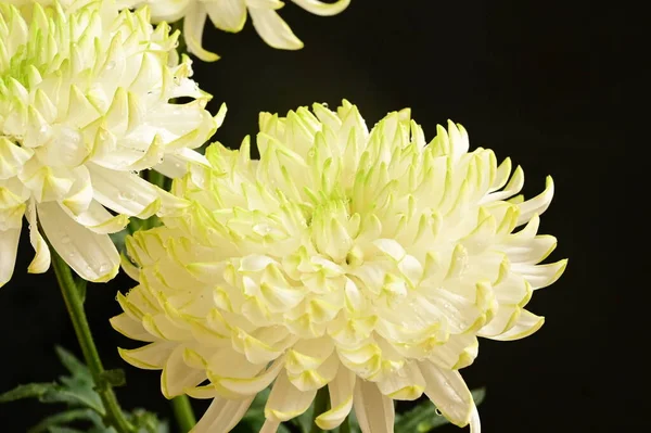 Schöne Weiße Chrysanthemenblüten Auf Dunklem Hintergrund — Stockfoto