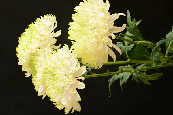 Mooie Witte Chrysant Bloemen Donkere Achtergrond — Stockfoto