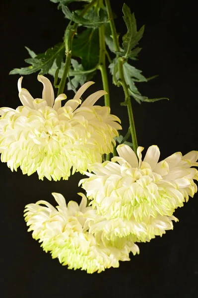 Mooie Witte Chrysant Bloemen Donkere Achtergrond — Stockfoto