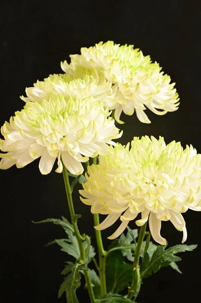 Belas Flores Crisântemo Branco Fundo Escuro — Fotografia de Stock