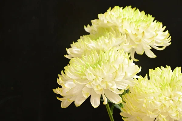 Beautiful White Chrysanthemum Flowers Dark Background — Stock Photo, Image