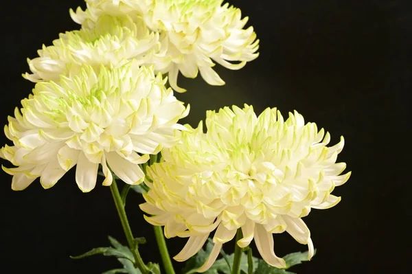 Piękne Białe Chryzantemy Kwiaty Ciemnym Tle — Zdjęcie stockowe