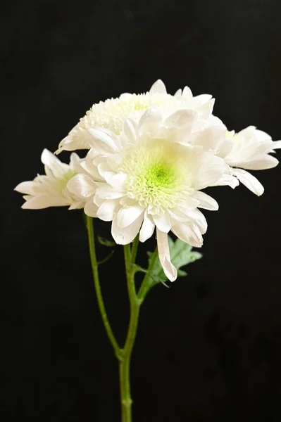 Piękny Biały Chryzantema Kwiat Ciemnym Tle — Zdjęcie stockowe