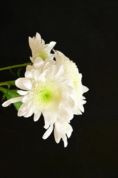 Schöne Weiße Chrysanthemenblüte Auf Dunklem Hintergrund — Stockfoto
