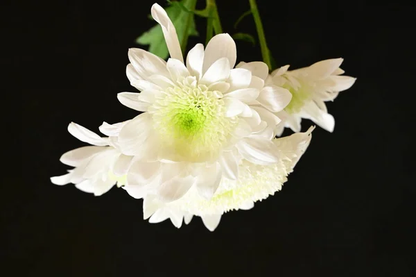 Hermosa Flor Crisantemo Blanco Sobre Fondo Oscuro —  Fotos de Stock