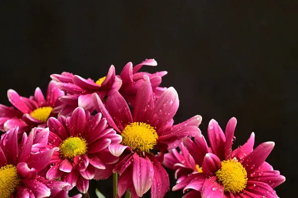 koyu arka plan üzerinde güzel pembe çiçekler