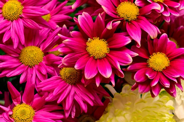 Close Belas Flores Brilhantes Outono — Fotografia de Stock