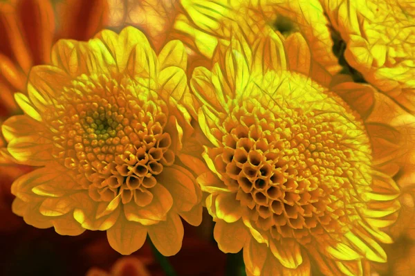 Nahaufnahme Von Schönen Hellen Herbstblumen — Stockfoto