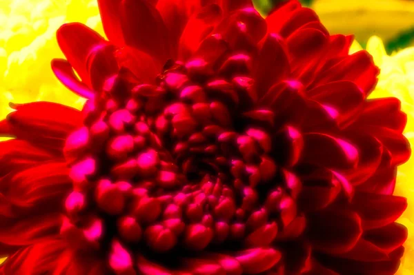 Közeli Gyönyörű Fényes Őszi Virágok — Stock Fotó