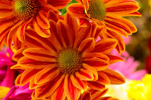 Zblízka Krásné Jasné Podzimní Květiny — Stock fotografie