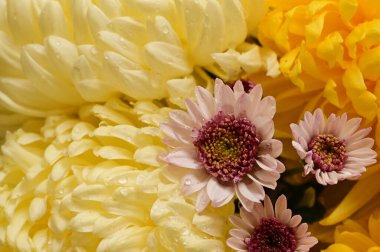 Güzel, parlak kasımpatı çiçeklerine yakın. 