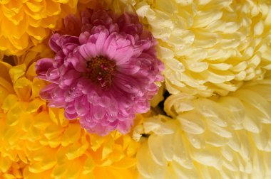 Güzel, parlak kasımpatı çiçeklerine yakın. 