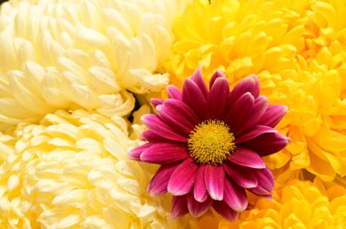 Güzel, parlak kasımpatı çiçeklerine yakın. 