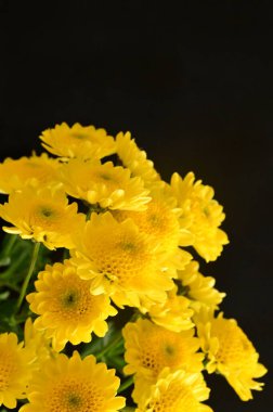 Koyu arkaplanda güzel sarı kasımpatı çiçekleri