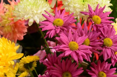 Güzel bir buket çiçek, yakın manzara, yaz konsepti.