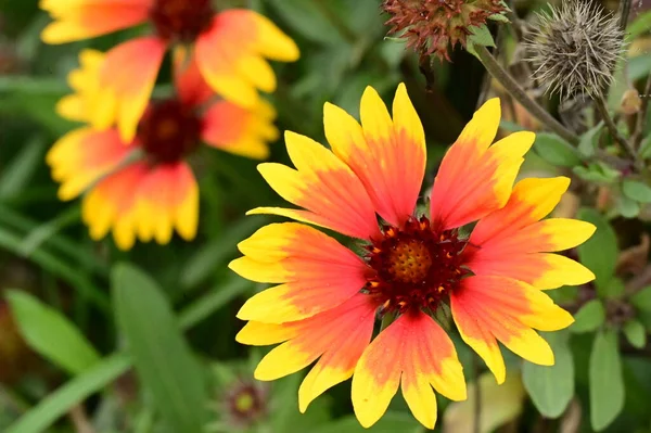 Hermosas Flores Amarillas Rojas Que Crecen Jardín — Foto de Stock