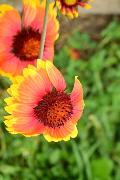 庭で育つ美しい黄色と赤の花 — ストック写真