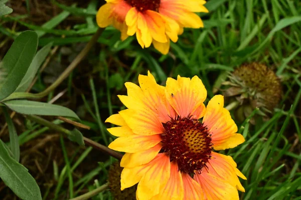 Beautiful Yellow Red Flowers Growing Garden — Stock Photo, Image