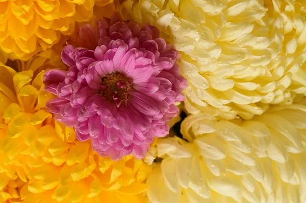 stock image close up of beautiful  bright chrysanthemums  flowers 