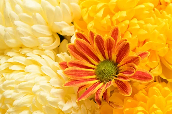 stock image close up of beautiful  bright chrysanthemums  flowers 