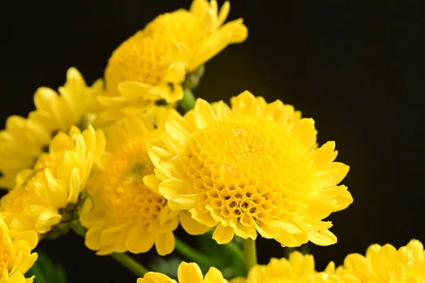 Gyönyörű Sárga Krizantém Virágok Sötét Háttér — Stock Fotó