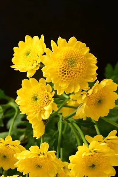 stock image beautiful yellow chrysanthemum flowers on dark background