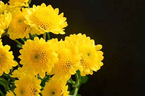 stock image beautiful yellow chrysanthemum flowers on dark background