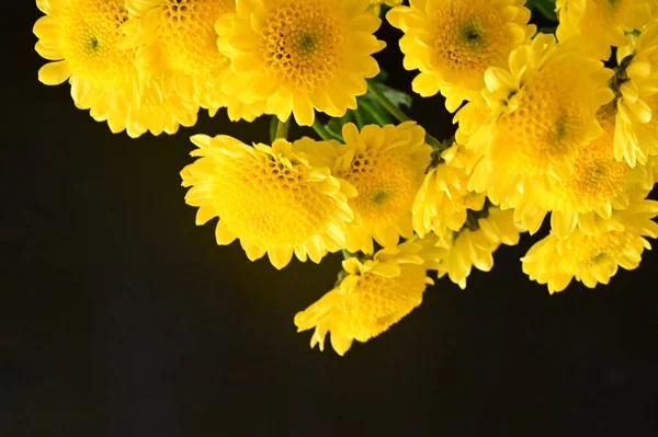 Belles Fleurs Chrysanthème Jaune Sur Fond Sombre — Photo
