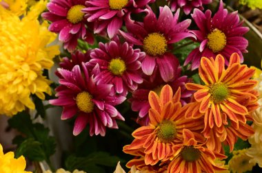 Güzel bir buket çiçek, yakın manzara, yaz konsepti.