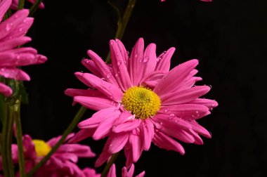 koyu arka plan üzerinde güzel pembe çiçekler